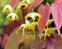 Bright yellow flowers and red young foliage